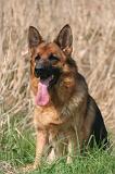 BERGER ALLEMAND 1397